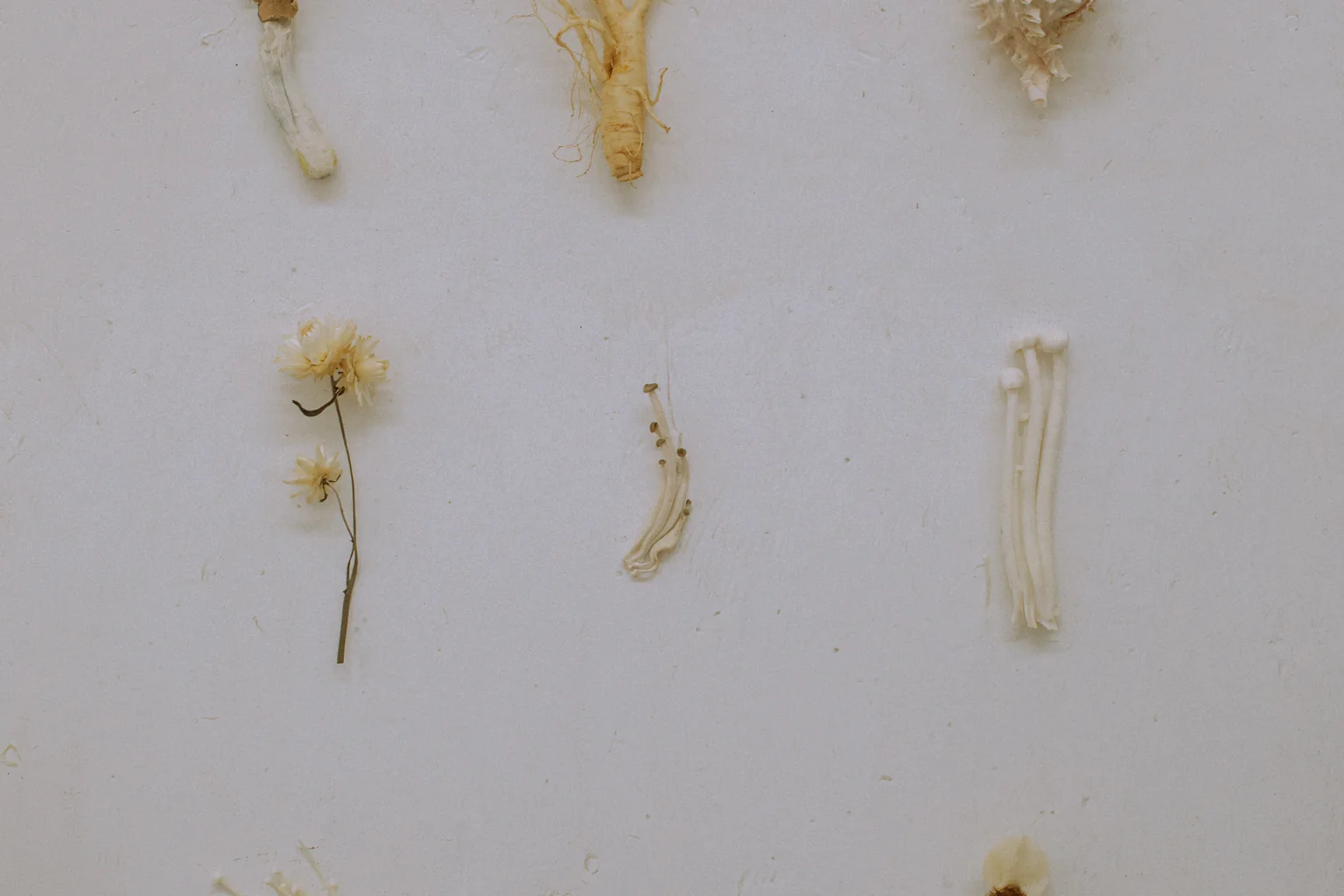 Dried mushrooms laid out in rows on a pale background