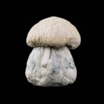 Dried Mushrooms Albino Penis Envy Dried Mushrooms Albino Penis Envy dried mushroom on black background