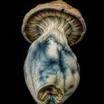 Dried Mushrooms Blue Meanies Dried Mushrooms Blue Meanies dried mushroom underside view on black background