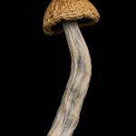 Dried Mushrooms Golden Teacher Dried Mushrooms Golden Teacher dried mushroom on black background