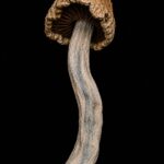 Dried Mushrooms Golden Teacher Dried Mushrooms Golden Teacher dried mushroom underside showing gills on black background