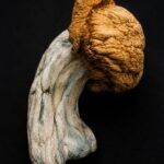 Dried Mushrooms Penis Envy Dried Mushrooms Penis Envy dried mushroom on black background