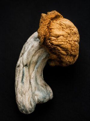Penis Envy dried mushroom on black background