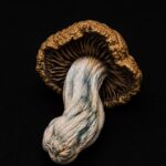 Dried Mushrooms Penis Envy Dried Mushrooms Penis Envy dried mushroom underside showing gills on black background