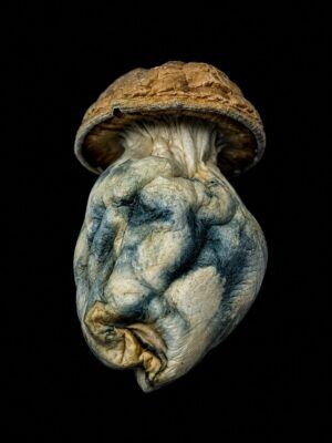 Blue Meanies dried psilocybin mushroom on black background