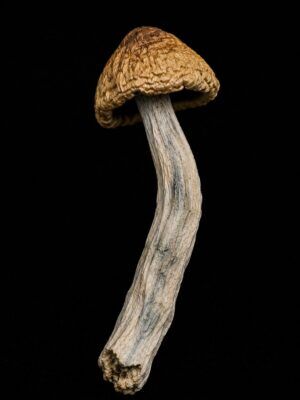 Golden Teacher dried mushroom on black background