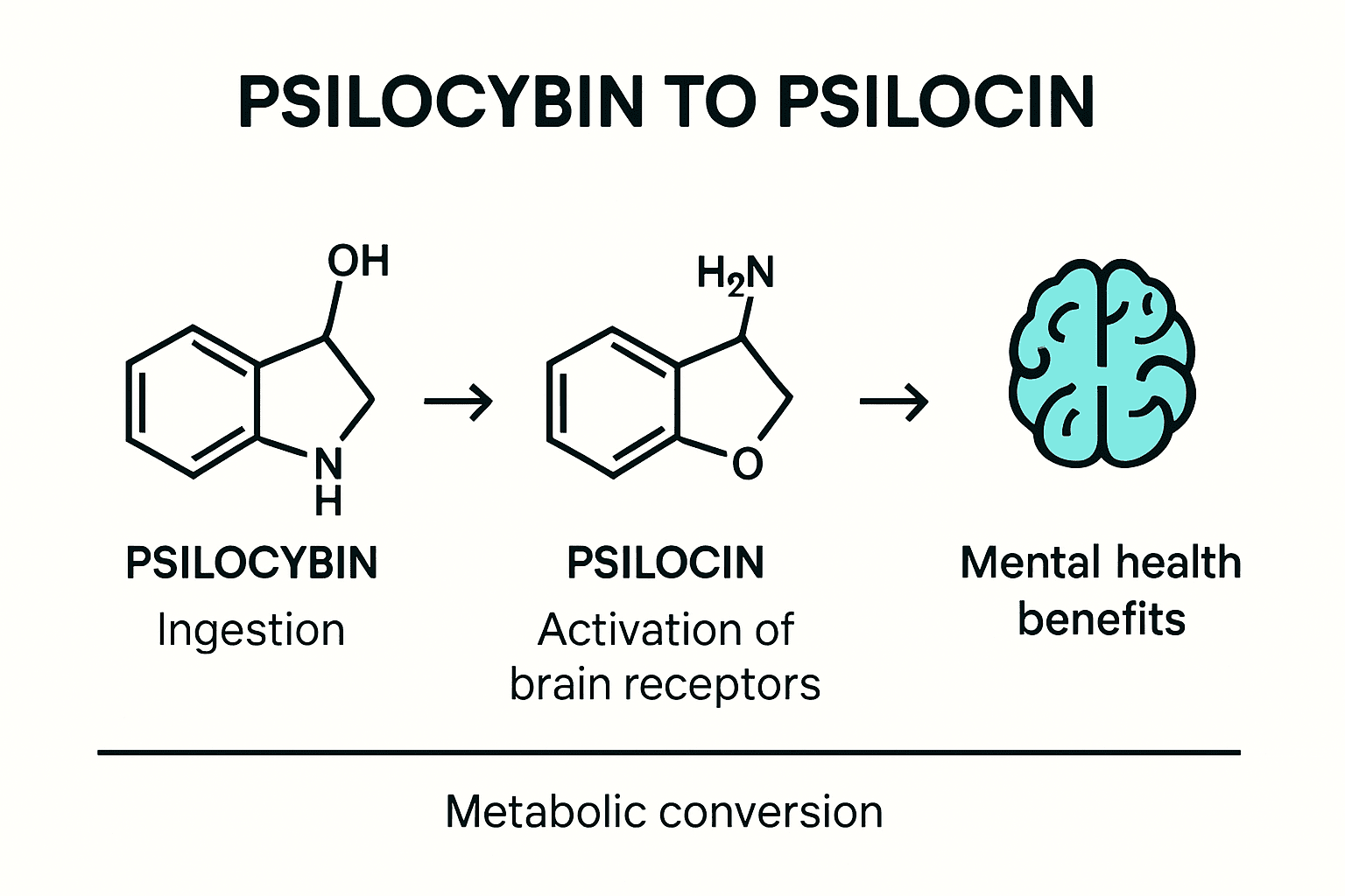 Psilocybin vs Psilocin: Key Differences and Mental Health Benefits 2025, KIND STRANGER